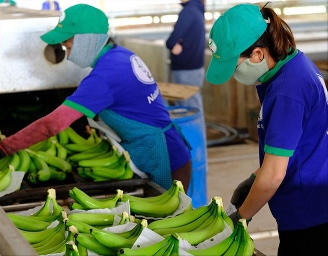 Cước phí leo thang doanh nghiệp mất đơn hàng